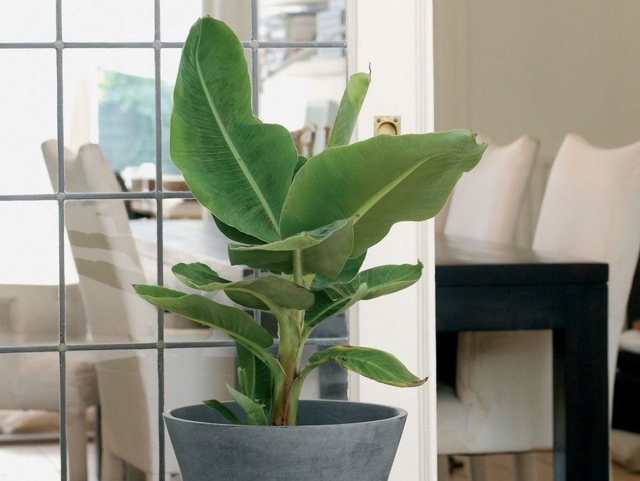 Карликовая банановая Пальма