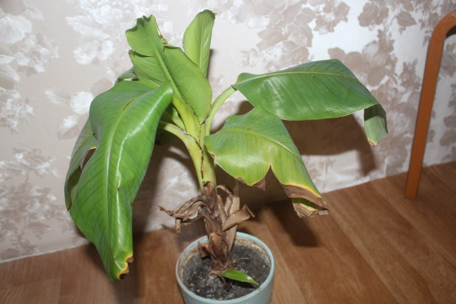 Банан Киевский карлик цветение