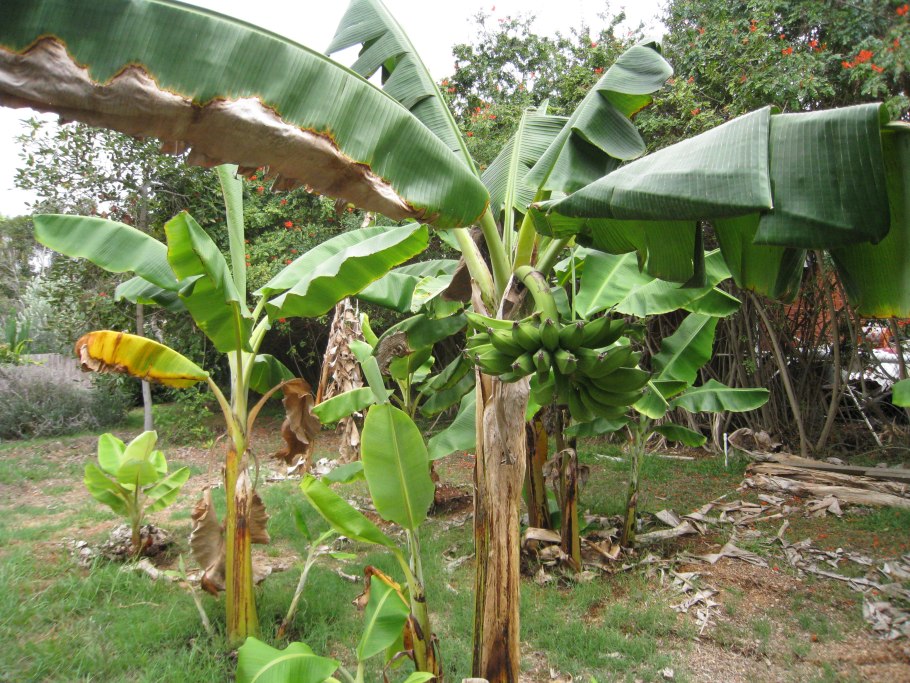 Банановое дерево в домашних условиях