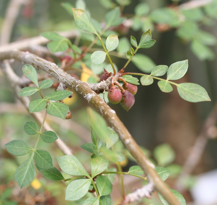 Bursera galeottiana