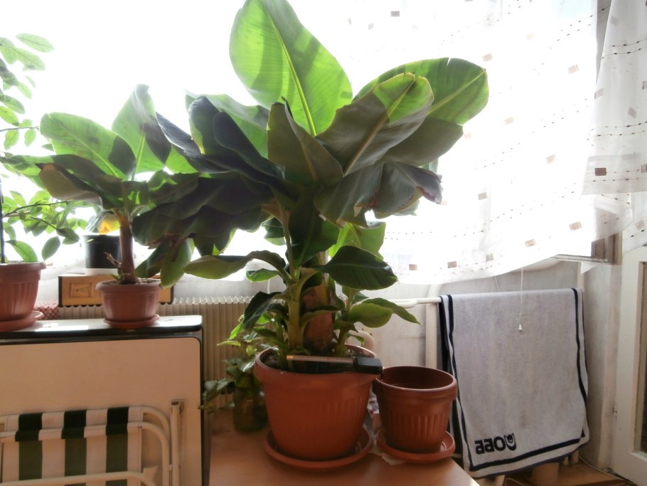 Банан комнатный (musa ensete)
