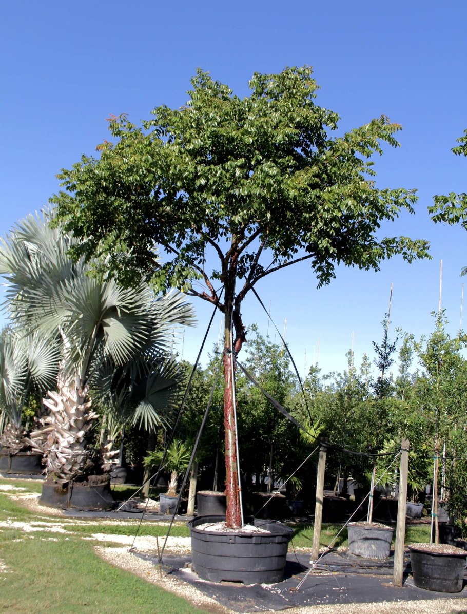 Симаруба дерево