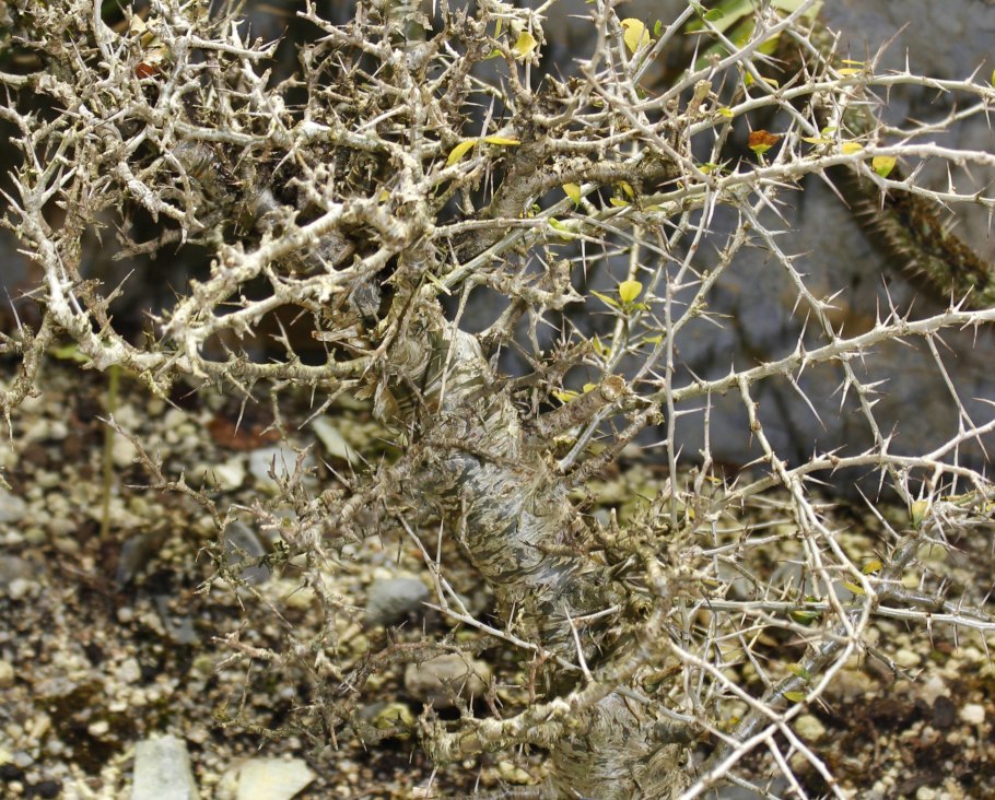 Коммифора узелковая