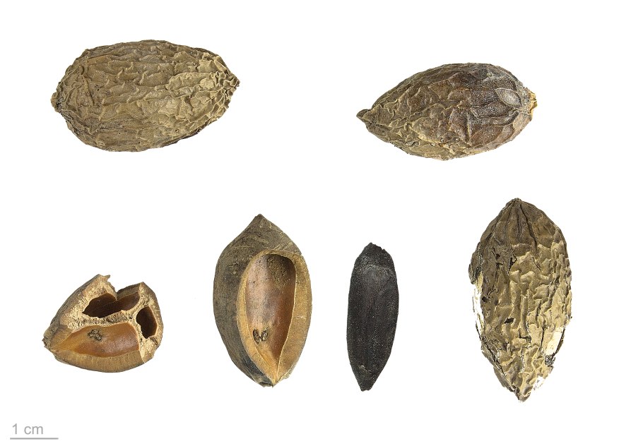 Канариум плод