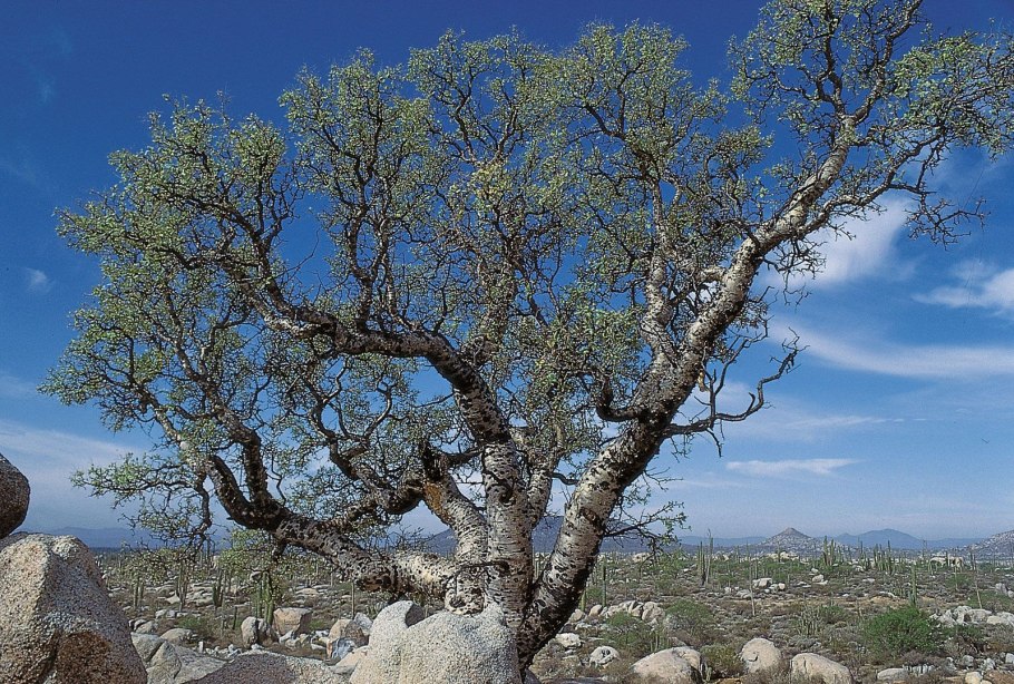 Bursera microphylla (бурсера, Бурзера)
