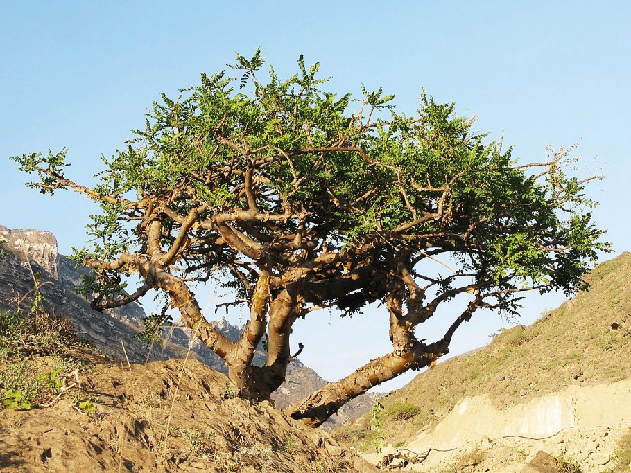 Босвеллия Священная