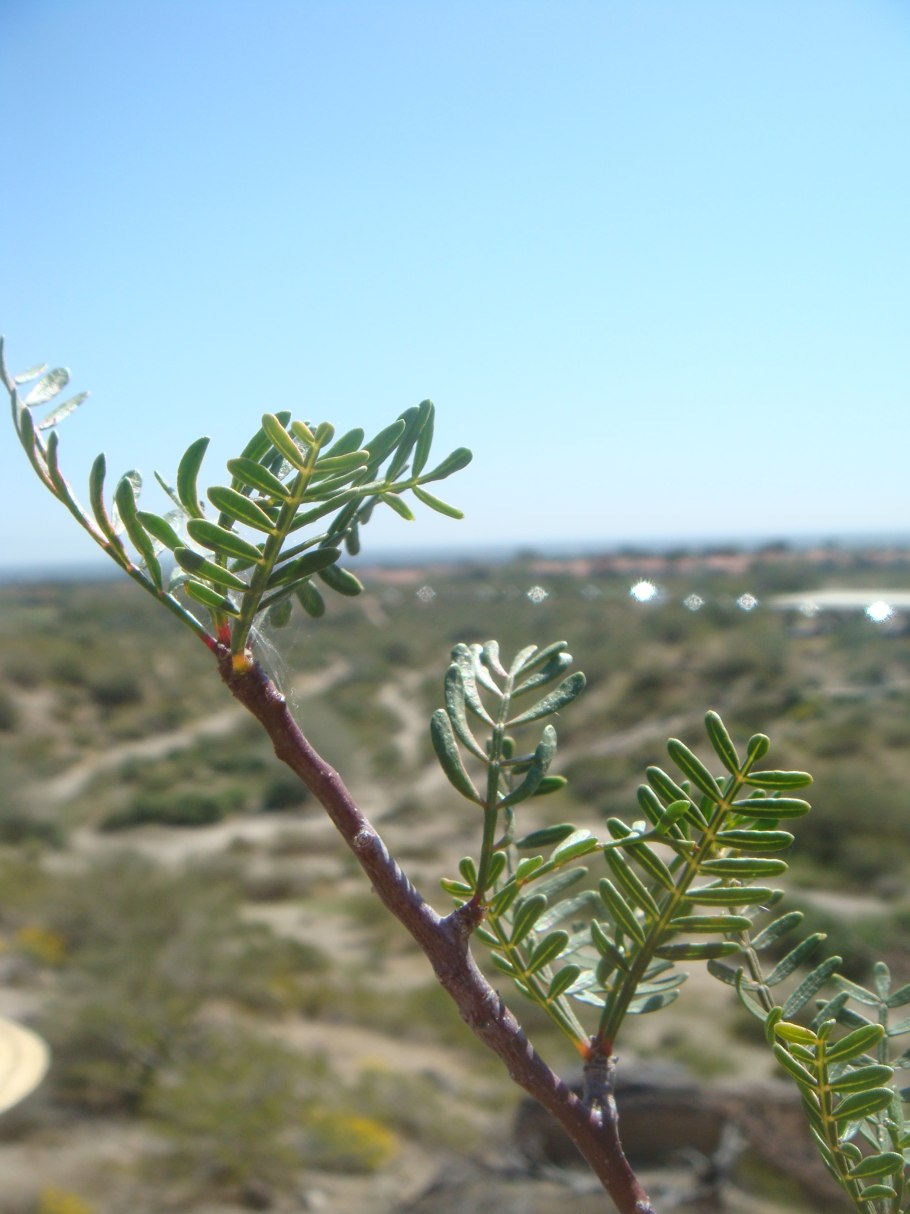 Bursera microphylla (бурсера, Бурзера)