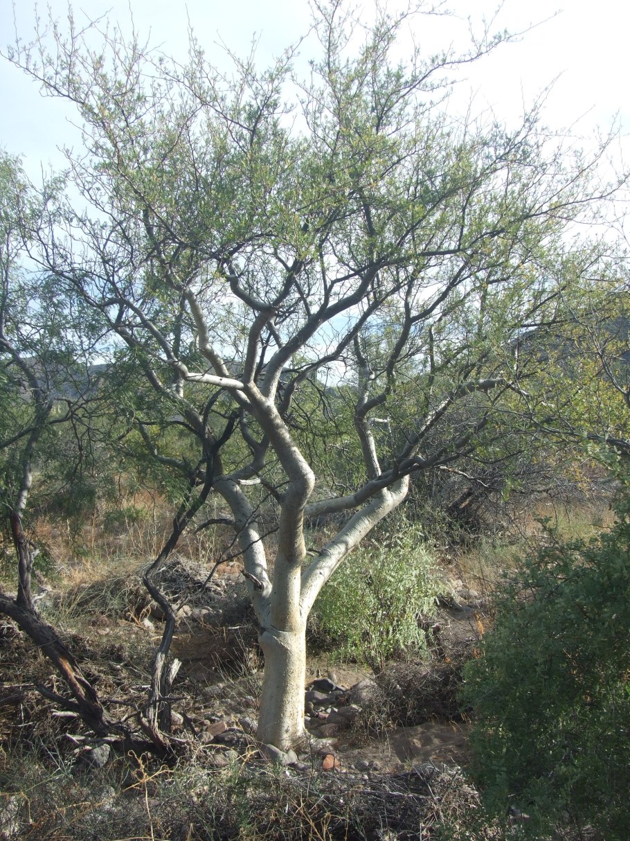 Bursera linanoe