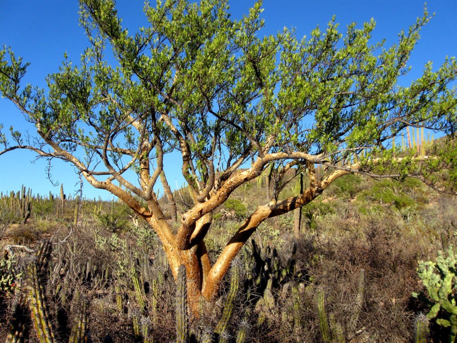 Bursera microphylla (бурсера, Бурзера)