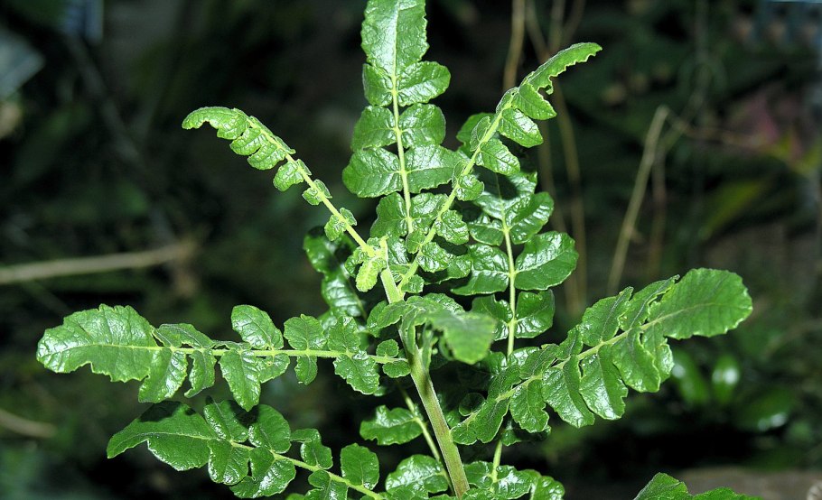 Комнатные растения Ладан