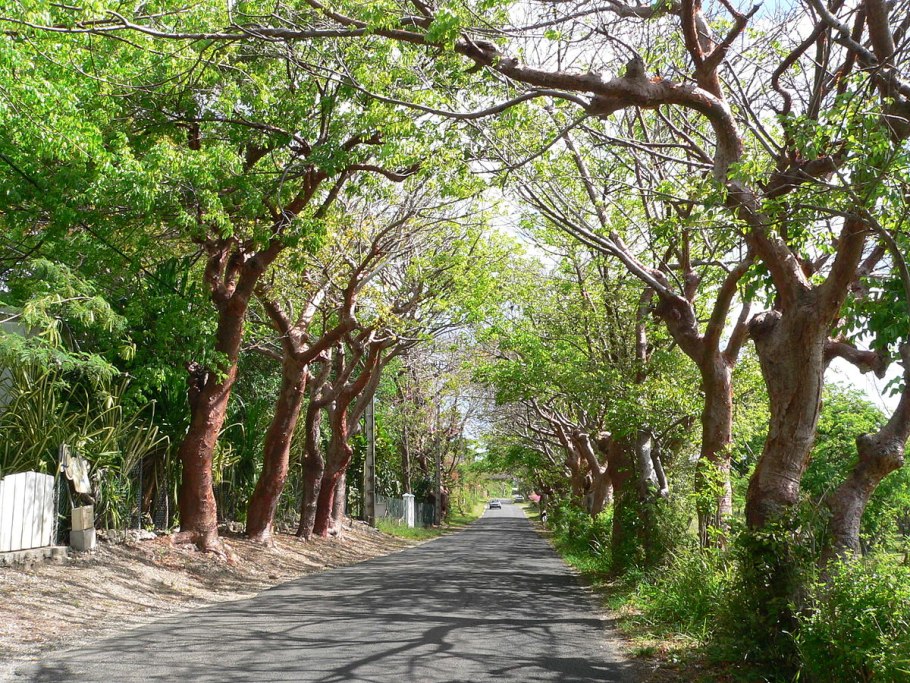 Бурзеровые деревья