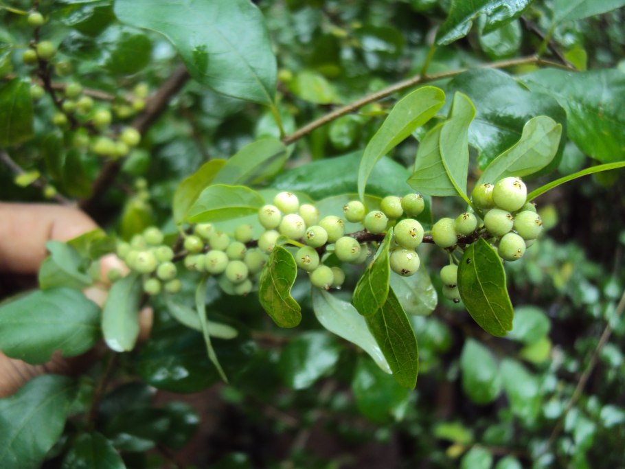 Коммифора неглекта