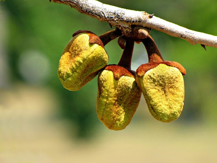 Редкие плоды