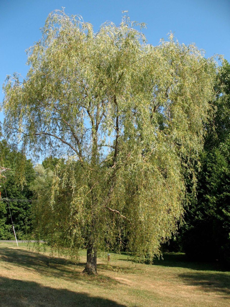 Ива белая (Salix Alba)