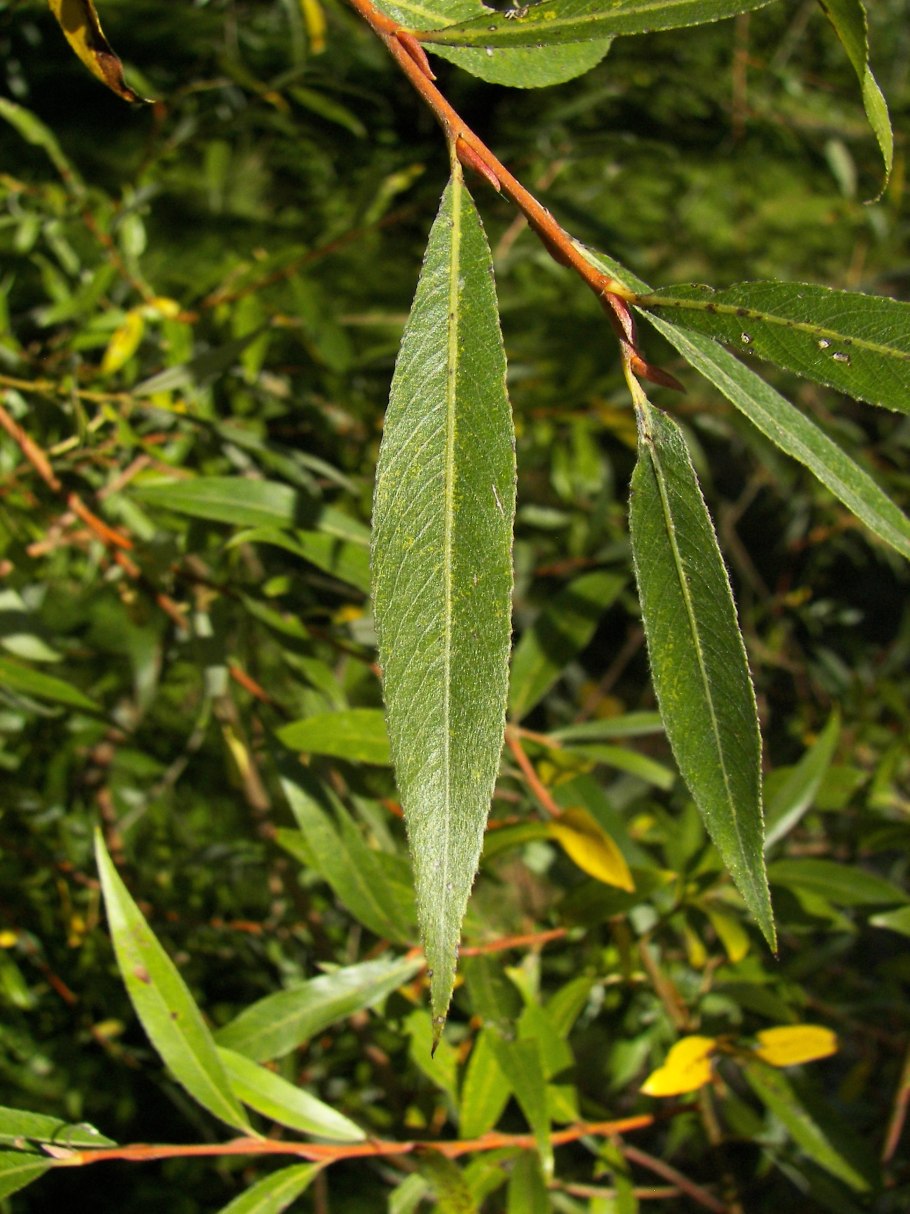 Ива ломкая salix fragilis