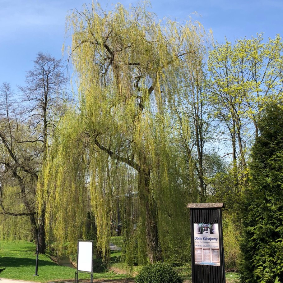 Ива белая плакучая