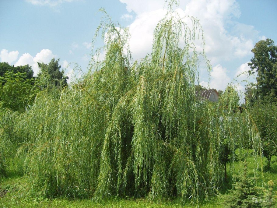 Ива белая (Salix Alba)
