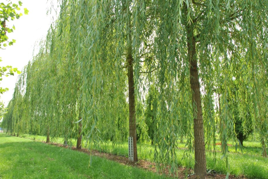 Ива белая (Salix Alba)