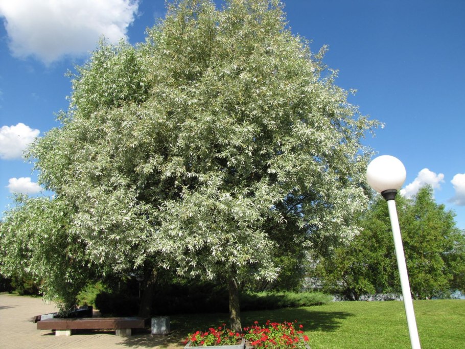 Ива белая (ветла) Salix Alba