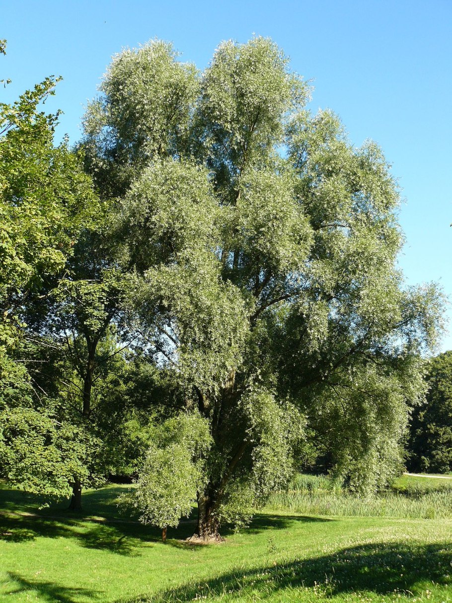 Ива белая (Salix Alba)