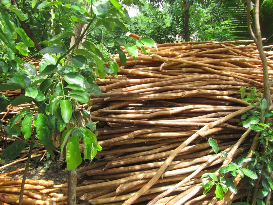 Cinnamomum zeylanicum растение