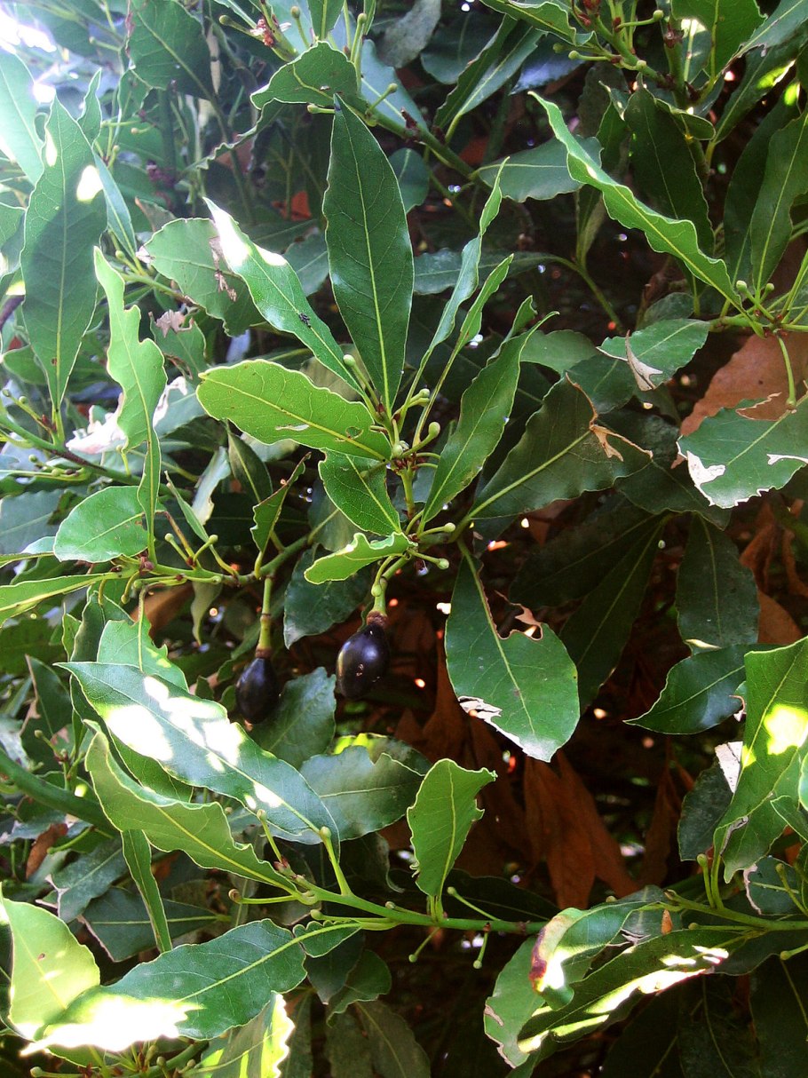 Коричник цейлонский дерево