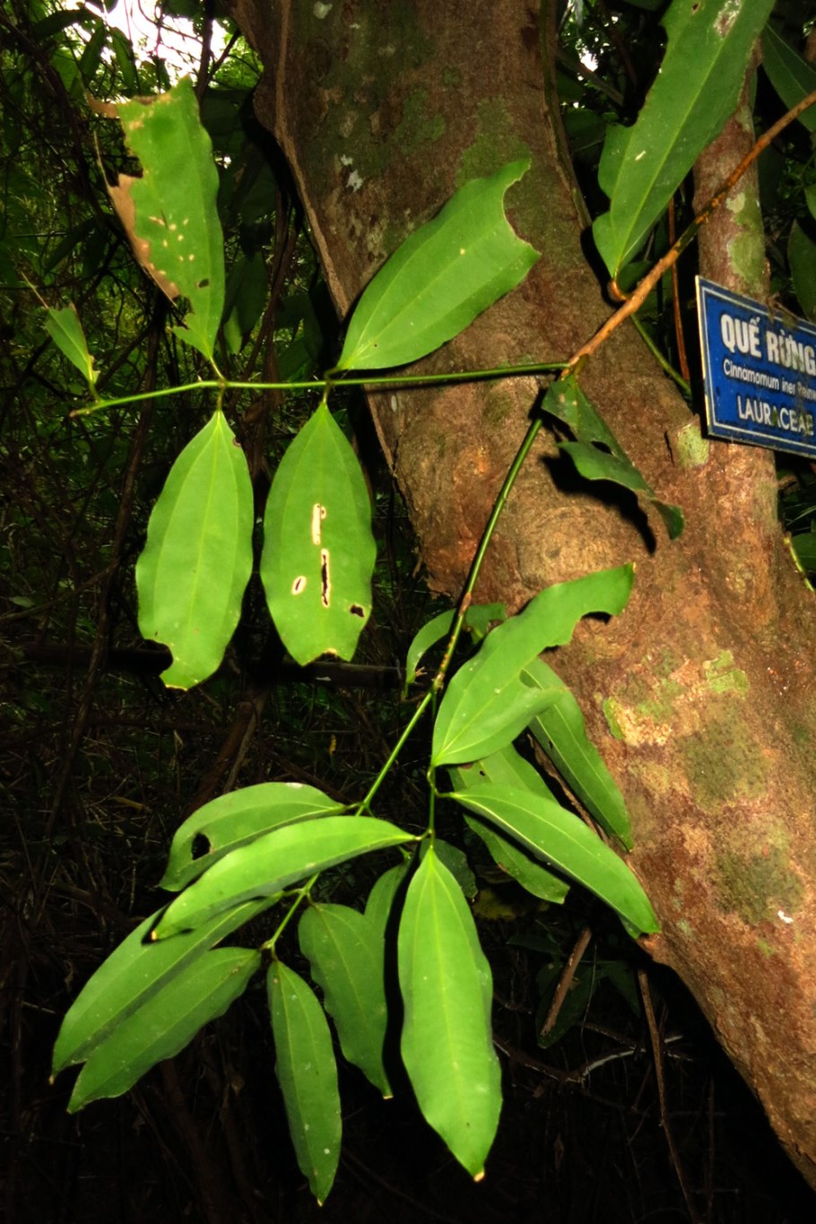 Корица настоящая