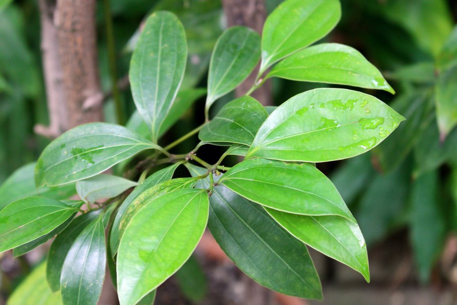 Лавр благородный (Laurus Nobilis)