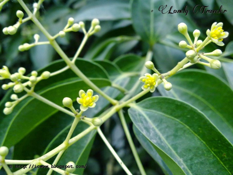 Кассия растение коричник китайский