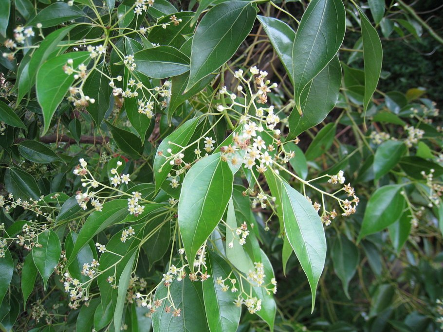 Cinnamomum Verum дерево