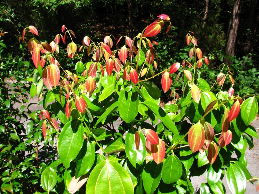 Коричник китайский