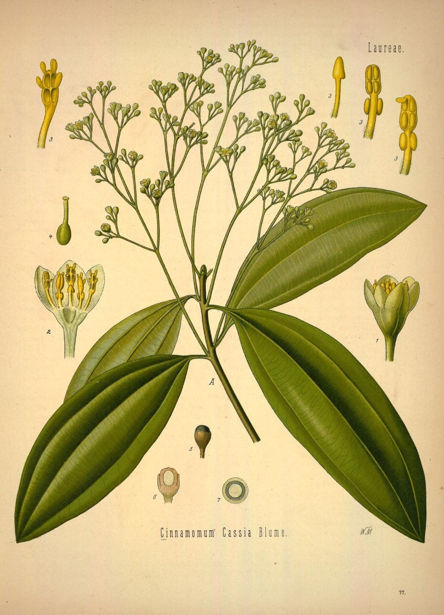 Cinnamomum zeylanicum растение
