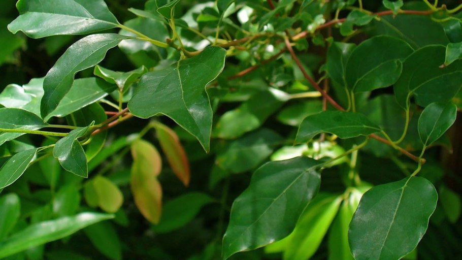 Бадьян листья