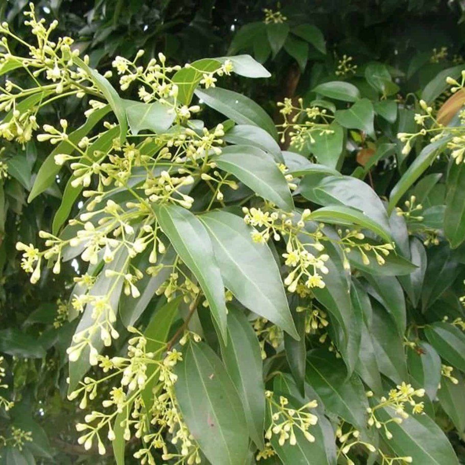 Коричник китайский