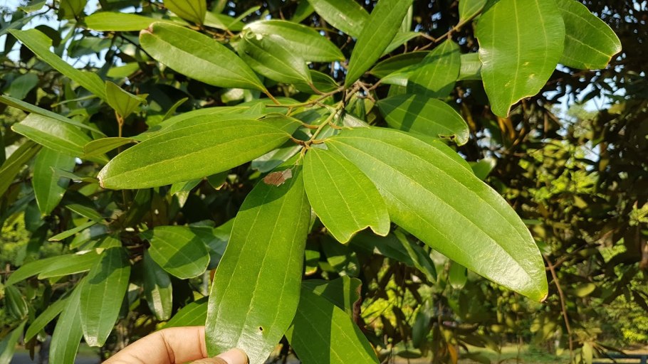 Коричник малабарский