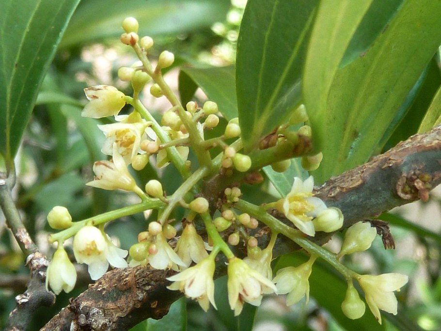 Cinnamomum zeylanicum