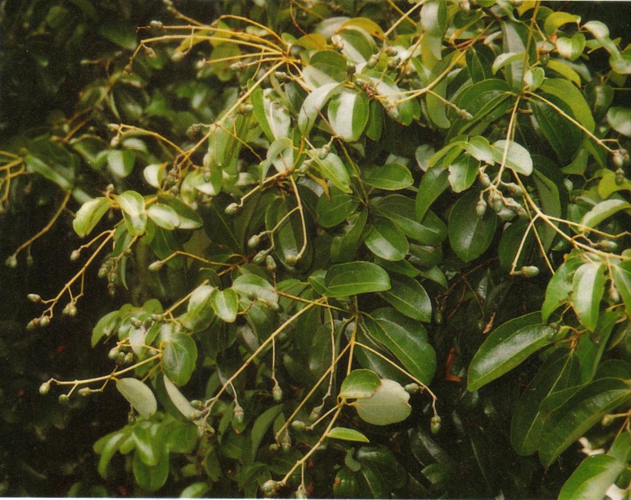 Кассия тора