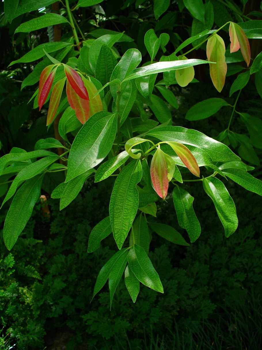 Cinnamomum zeylanicum