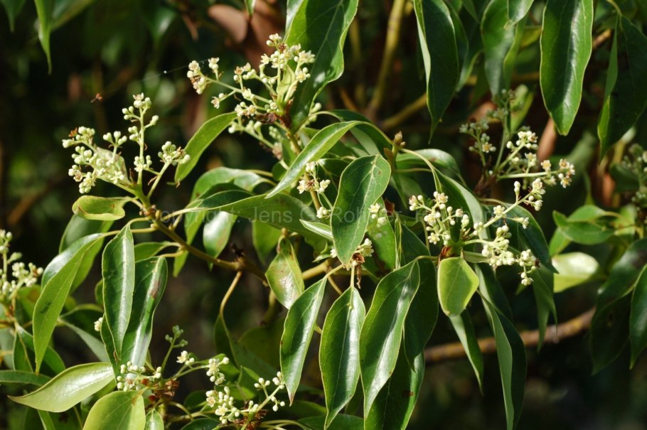 Коричник камфорный