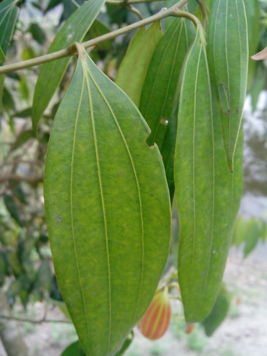 Cinnamomum japonicum