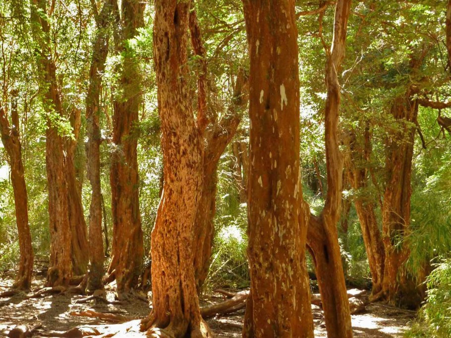 Малабарская корица