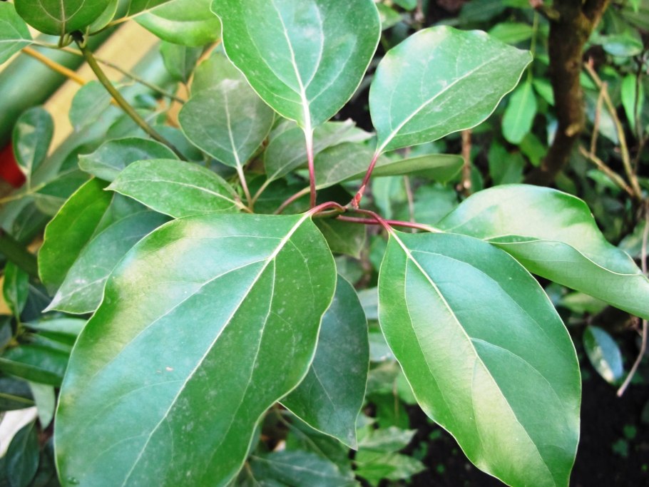 Коричник лавровый