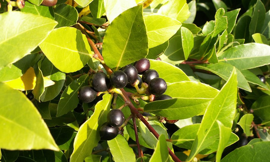 Дерево Cinnamomum Cassia