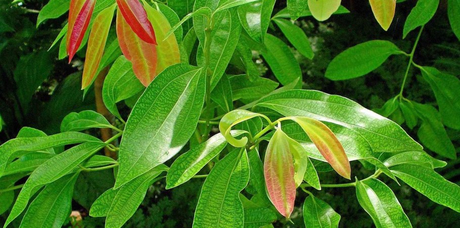 Цейлонская корица дерево