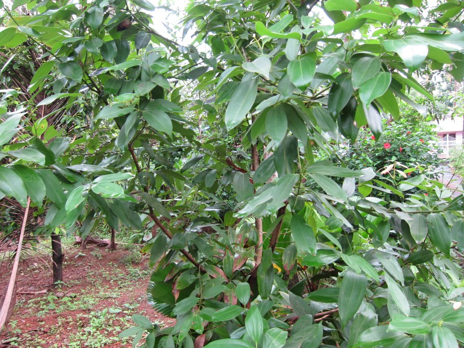 Cinnamomum zeylanicum