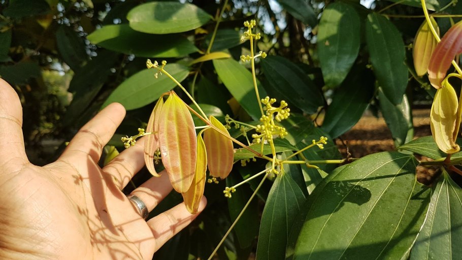 Коричник цейлонский дерево