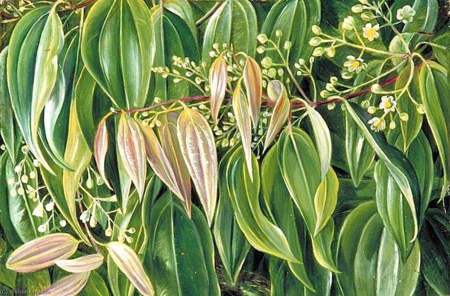 Коричное дерево (Cinnamomum zeylanicum)
