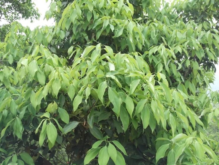 Кассия коричник китайский