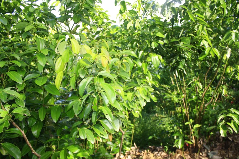 Коричник цейлонский