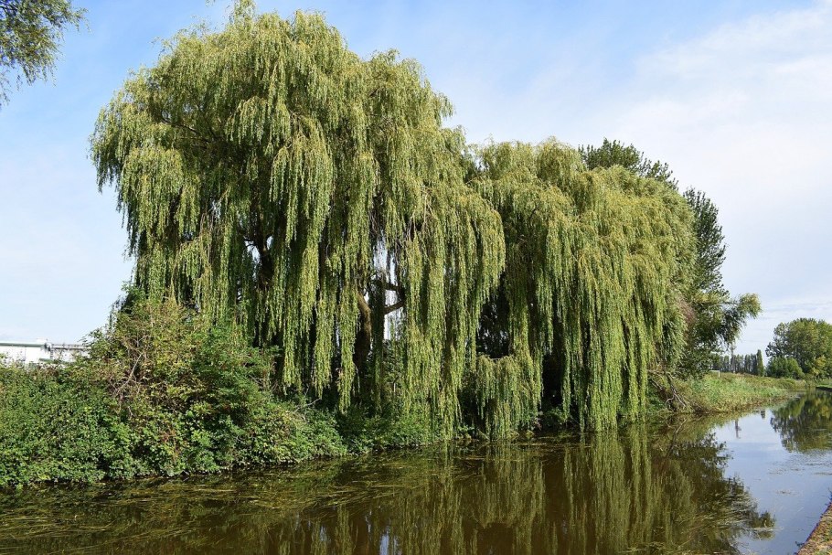 Weeping willow tree